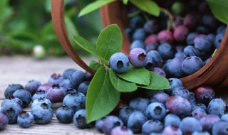 蓝莓一天吃多少为宜 蓝莓一天吃多少颗合适