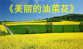油菜花的作文（油菜花的作文600字）