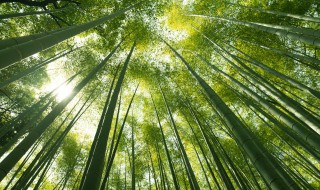 竹子的特点和品质的人 竹子的特点和品质的人物有哪些