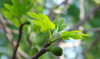 无花果叶子的功效与作用 新鲜无花果叶子的功效与作用