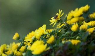 不是花中偏爱菊翻译（不是花中偏爱菊全诗内容）