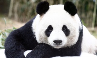 大熊猫是什么科（大熊猫是什么科动物?）