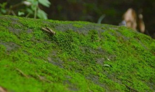 青苔是生物吗（青苔是生物吗为什么）