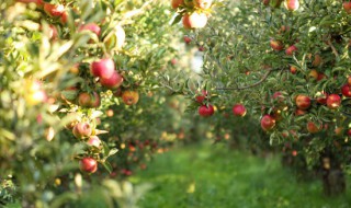 种苹果怎么种植方法 种苹果怎么种?