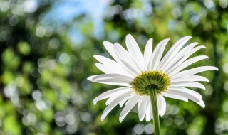 洋甘菊要怎么种植 洋甘菊怎么种植?