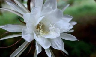 昙花的花蕊可以吃吗 昙花 花蕊