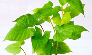 紫薯叶子的功效与作用（紫薯叶子的功效与作用图片）