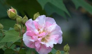 芙蓉花花语（芙蓉花花语诗词）