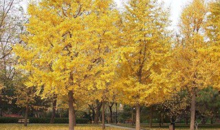 哪种树被称为活化石 哪种树被称为活化石a银杉b银杏c松树