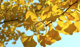 描写秋天银杏树的优美句子 描写秋天银杏树的优美句子很短
