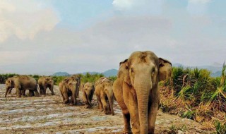 亚洲象主要分布在云南哪里 亚洲象在云南的主要栖息地