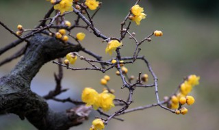 腊梅花的腊是腊还是蜡（腊梅花的腊是哪个字）