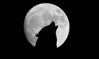 月圆之夜狼为什么会叫（为什么月圆之夜狼会变成狼人）