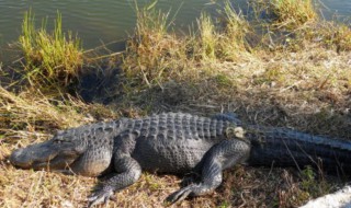 鳄鱼多少温度会冻死 鳄鱼需要多少温度