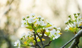 梨花落后二清明是什么季节 梨花落后二清明十二生肖是什么动物