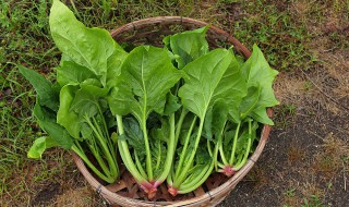 菠菜西红柿可以一起吃吗 牛肉菠菜西红柿可以一起吃吗