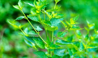 藿香的功效与作用及禁忌（黄芪金银花广藿香的功效与作用及禁忌）