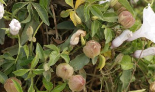 牵牛花果实能吃吗 牵牛花果实叫什么名字