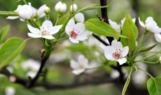 梨花是什么季节开的 忽如一夜春风来是什么季节的