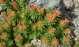 红景天的作用（红景天的作用与功效去西藏之前就要开）