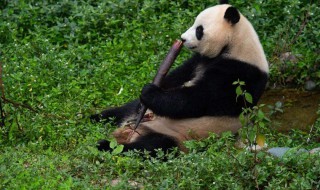 大熊猫一般睡几个小时 大熊猫一只多少元