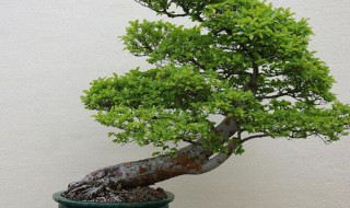 裸子植物有是什么（裸子植物是什么时代的）