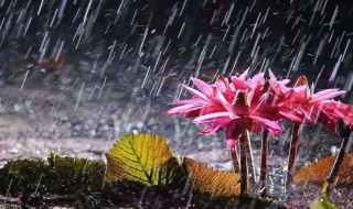 梅雨季节什么时候 梅雨季节什么时候到