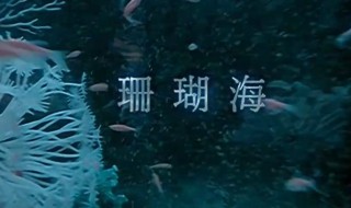 珊瑚海歌词（珊瑚海歌词表达什么感情）