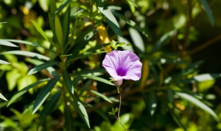 花非花歌词 花非花歌词图片