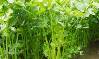 芹菜的功效（芹菜的功效与作用及营养价值）