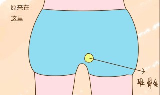 耻骨在哪里（耻骨在哪里图片 位置图）