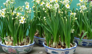 水仙花的生长变化情况 水仙花的生长变化情况简写