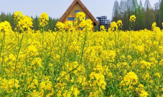 吃油菜花有什么好处（吃油菜花会中毒吗）