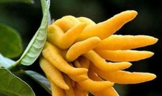 佛手柑如何食用 佛手柑如何食用视频