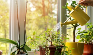 植物养护 植物养护包括哪些内容