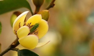 含笑花什么时候开花（含笑花什么时候开始发芽）