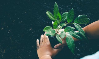 枣树种植（枣树种植方位与风水禁忌）