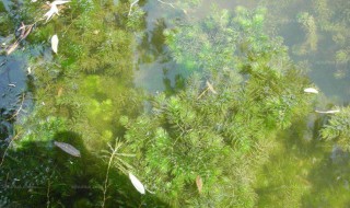 金鱼藻种植 金鱼藻种植时间