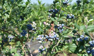 蓝莓种植 蓝莓种植地区