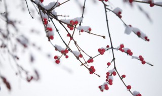 小雪花儿歌歌词（小雪花儿歌歌词大全）