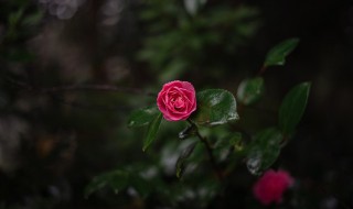 花草种植技术（花草种植技术员工作内容）