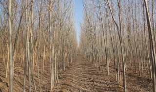 白蜡树种植（白蜡树种植行距与株距）