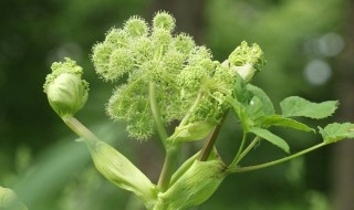 白芷种植技术 白芷种植技术大全