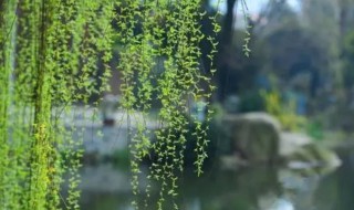 柳树什么时候开花 柳树什么时候开花的