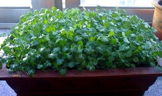 阳台香菜的种植方法 阳台香菜的种植方法和时间视频