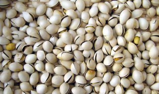 银杏果的食用方法（银杏果的食用方法及功效）