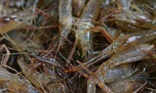 河虾的营养价值及功效 海虾与河虾的营养价值及功效