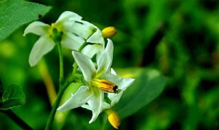 依米花传说（依米花传说从哪里来）