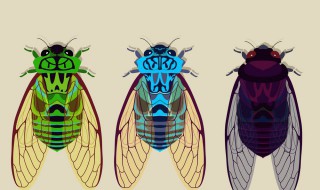 昆虫记中蝉的特点 昆虫记中蝉的特点和生活特征