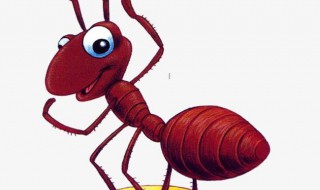 被蚂蚁咬了怎么处理 被蚂蚁咬了怎么处理消肿最快止痛